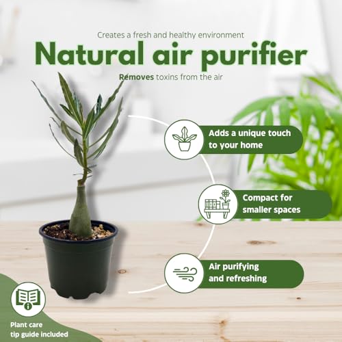 BubbleBlooms Desert Rose Perfume in a 4 inch Pot Extremely Rare Flower