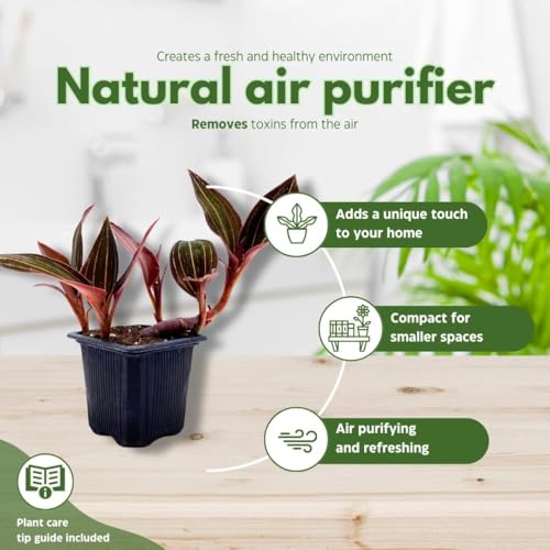 BubbleBlooms Black Jewel Orchid 3 inch