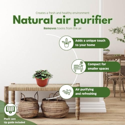 BubbleBlooms Peperomia Frost in a 6 inch Pot Platinum, carperata albovittata, Wrinkle Krinkle Leaf