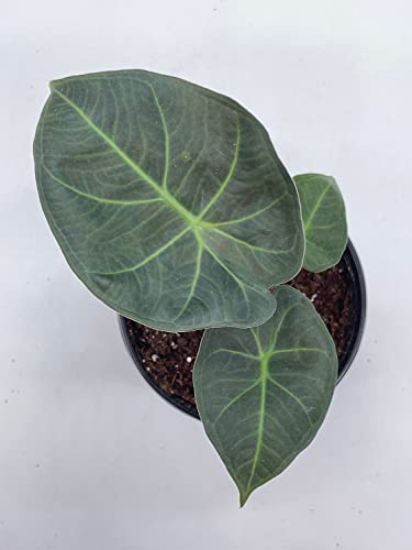 BubbleBlooms Alocasia Regal Shield in a 4 inch Pot Very Rare Elephant's Ear