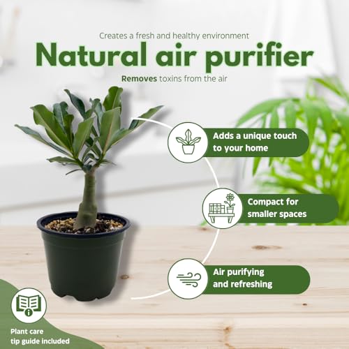 BubbleBlooms Desert Rose Famille Rose in a 4 inch Pot Extremely Rare Flower