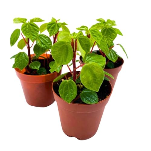 Harmony Foliage Peperomia Meridana, 2 inch Set of 3, Green Valley Pixie Pep Crazy Quilt