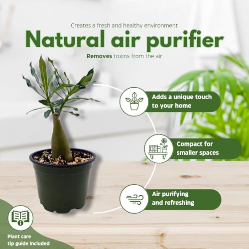 BubbleBlooms Desert Rose Emma in a 4 inch Pot Extremely Rare Flower