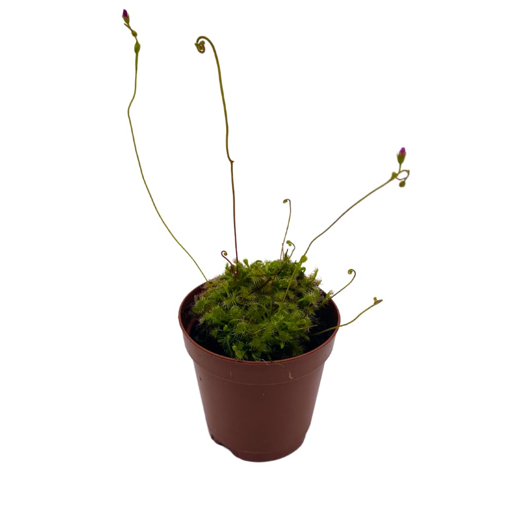 succulent carnivorous plant BubbleBlooms Drosera, Sundews, Rare Carnivorous Plant, in 2 inch Pot C – Florida House Plants