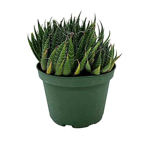 BubbleBlooms Gasteria Flow in a 6 inch Pot Aloe Haworthiodes, Aloe Flow