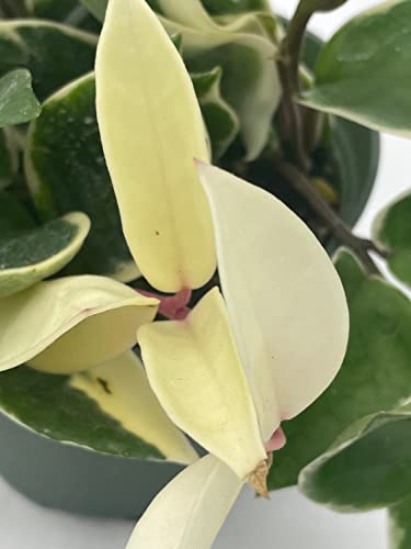 BubbleBlooms Hoya Carnosa Krimson Queen, Variegated Tricolor in a 6 inch Pot