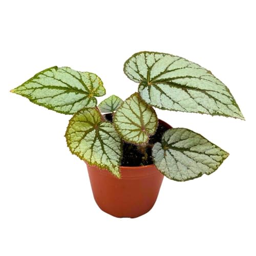Harmony Foliage Begonia U400, 4 inch Rhizomatous Rhizo Light Gray Dark Green Veins