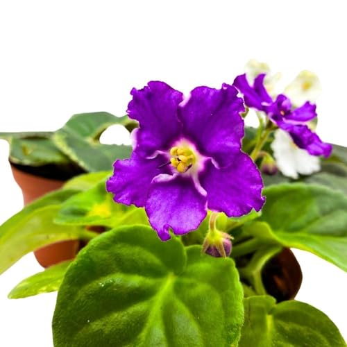 Harmony Foliage Harmony's African Violet Assortment, 4 inch Set of 5, Rare Saintpaulia Violets Gesneriads