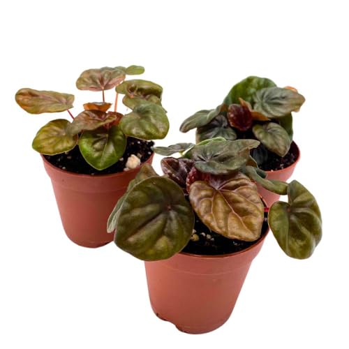 Harmony Foliage Peperomia Chocolate 2 inch Set of 3 Brown-Red Emerald Ripple Pep Caperata