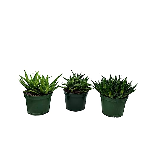 BubbleBlooms Aloe Assortment, Aloe Variety Set of 3, Grower's Choice in 6 inch pots