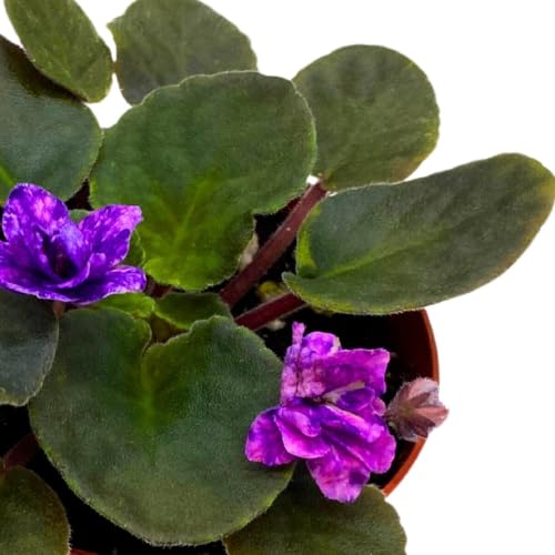 Harmony Foliage African Violet Cajun's Blueberry Hill 4 inch Gesneriad
