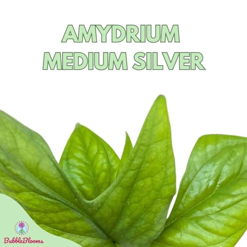 BubbleBlooms Amydrium Medium Silver False Dandelion in a 4 inch Pot Spiderman Monstera Blue dawnflower