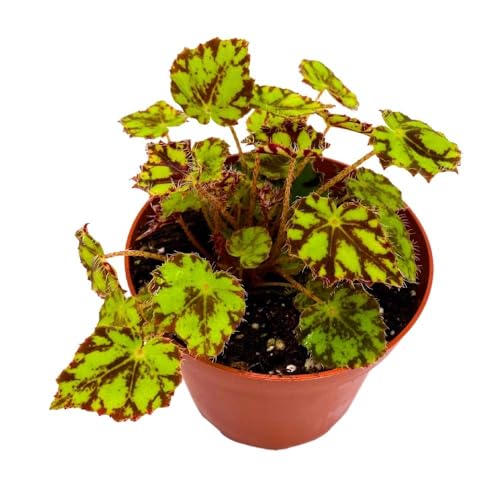 Harmony's Tiger Kitten 4 inch Rhizomatous Begonia Rhizo Yellow Red Mini Leaves