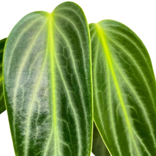 Harmony Foliage Peperomia Maculosa, Spotted-Stalked Pep, Monster Peperomia