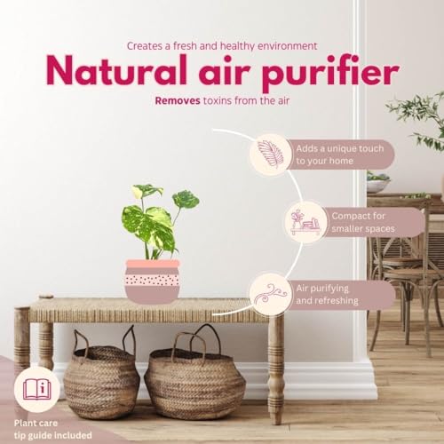 BubbleBlooms Monstera Thai Constellation in a 4 inch Pot Variegated Deliciosa Rare Swiss Cheese Plant