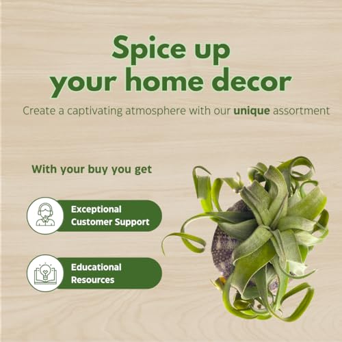 BubbleBlooms Large Tillandsia Jellyfish, Big Hanging air Plant with Seashell