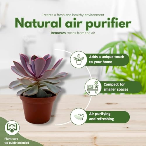 BubbleBlooms Echeveria Purple Pearl in a 3 inch Pot