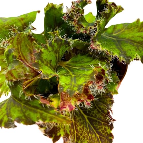 Harmony Foliage Begonia Oliver Twist 4 inch Rhizomatous