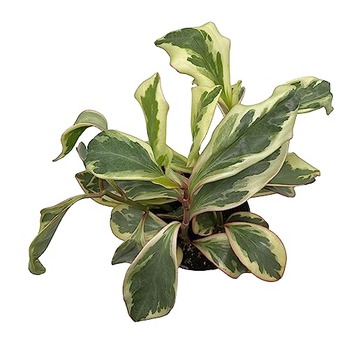 BubbleBlooms Peperomia Ginny, Rainbow Peperomia, Tricolor Peperomia, Pink Edge Peperomia, Rainbow Ginny in 6 inch Pot