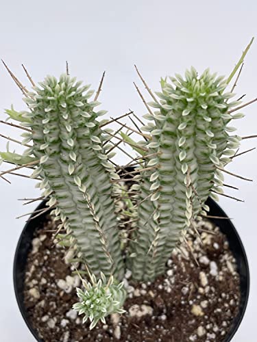 BubbleBlooms White Euphorbia Mammillaris in a 4 inch Pot Corncob Corkscrew Euphorbia