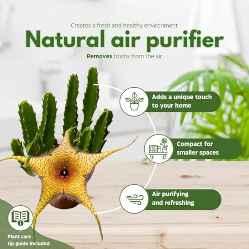 BubbleBlooms Stapelia gigantea, Giant Starfish Flower, Rare Huernia, Zulu Carrion Giant Plant, 4 inch Pot