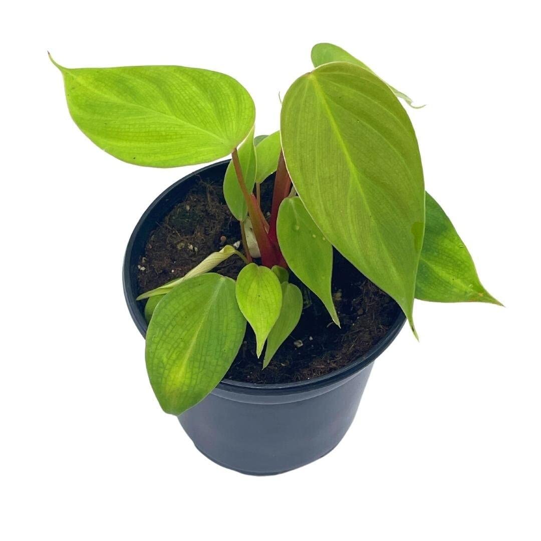 philodendron fuzzy petiole vs nangaritense BubbleBlooms Fuzzy Petiole Philodendron Nangaritense in a 4 inch Pot – Florida House Plants