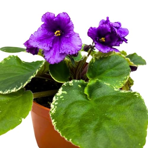 Harmony Foliage African Violet Wrangler's Banjo Dancing 4 inch