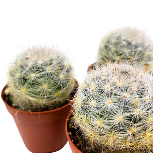 BubbleBlooms Powder Puff Cactus 2 inch Set of 3 Mammillaria bocasana White Yellow Crown of Flowers Tiny Mini Pixie Plants