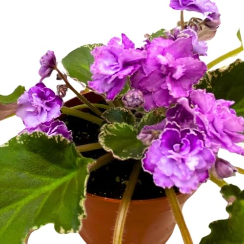 Harmony Foliage African Violet Wrangler's High Sierra 4 inch