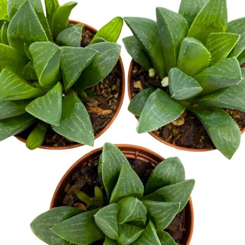 BubbleBlooms Haworthia African Emeralds, 2 inch Set of 3, Haworthia Retusa Tiny Mini Pixie Plants