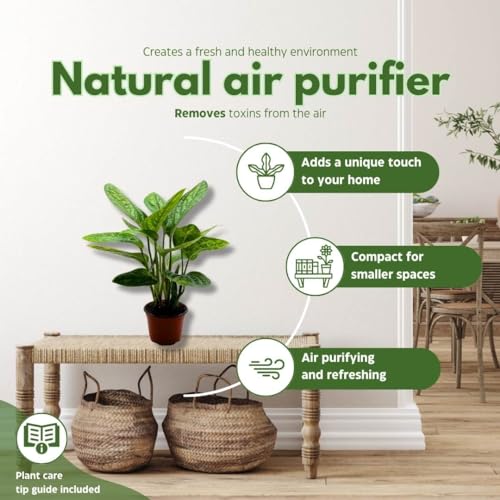 BubbleBlooms Monstera Peru in a 4 inch Pot Monstera Karstenianum