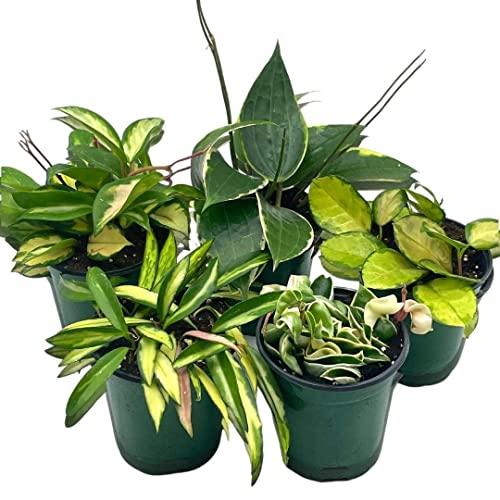 is hoya an indoor plant BubbleBlooms Premium Hoya Assortment Set 5 Different Premium Hoyas in –  Florida House Plants