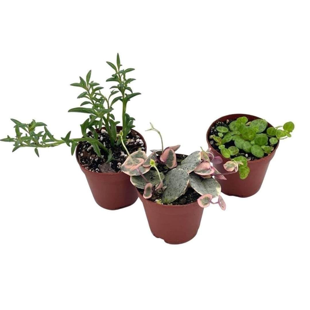 3 1 2 inch plant pots BubbleBlooms Succulent Strings Set of 3 in 2 inch pots Grower's Choice – Florida House Plants
