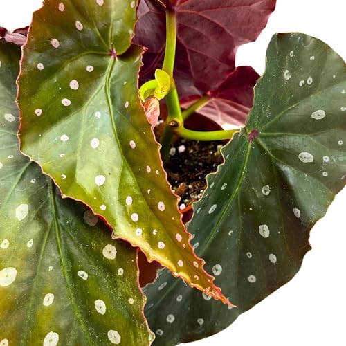 Harmony Foliage Harmony's Crinkle Dot Angel Wing Cane Begonia 4 inch