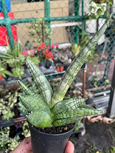 BubbleBlooms Sansevieria Snakeplant Variety Bundle, Braided cylindrica Dragon Fingers, Samurai Dwarf ehrenbergii, Cylindrical Starfish Snake Plant boncel