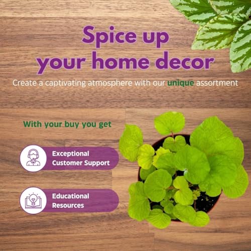 Harmony Foliage Begonia Paleata, 6 inch Green Large Leaf Rhizo Rhizomatous