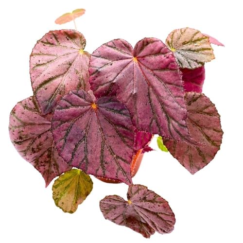 Harmony Foliage Harmony's Stormy Sunset Begonia, 4 inch Pink Rhizomatous Rhizo