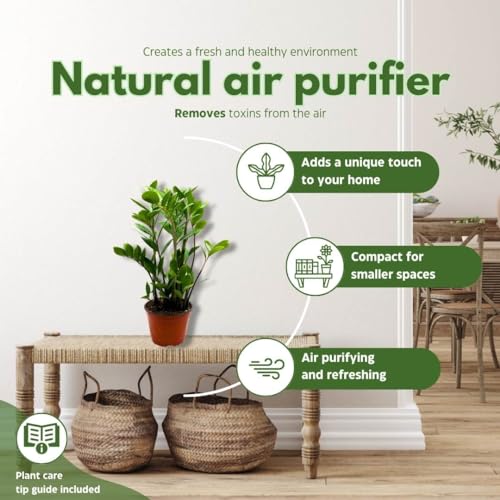 BubbleBlooms ZZ Plant, Zamioculcas zamiifolia 6" Pot, Healthy aroid Palm, Eternity Plant