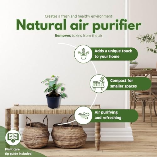 BubbleBlooms Ficus microcarpa Chinese Banyan Bonsai Tree in a 6 inch Pot