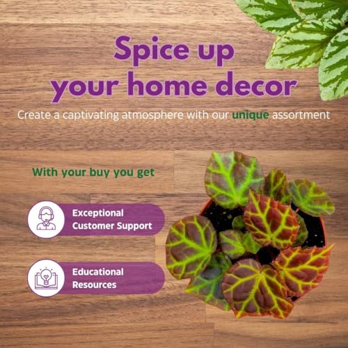 Harmony Foliage Begonia Rajah Premium Rhizomatous Rare Species in a 4 inch Pot