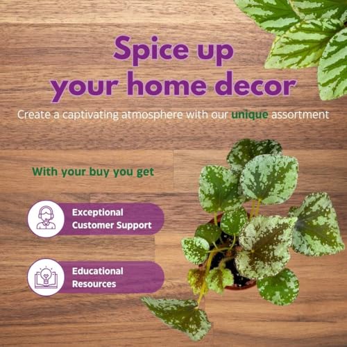 Harmony Foliage Begonia Sykakiengii Premium Rhizomatous Rare Species in a 4 inch Pot