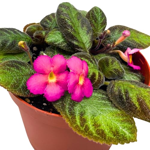 Harmony Foliage Episcia Pink Panther Flame Violet 4 inch