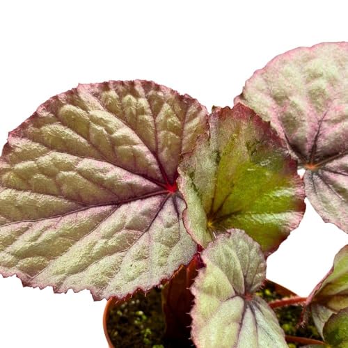 Harmony Foliage Begonia Oteka Rhizomatous in a 4 inch Pot White Rhizo with Light Pink Band
