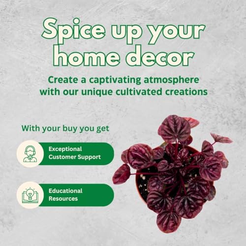 BubbleBlooms Red Emerald Ripple Peperomia in a 4 inch Pot Pep Caperata