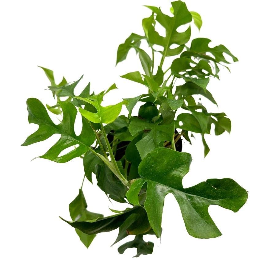 BubbleBlooms Monstera Minima in a 6 inch Pot Philodendron Minima, Mini Monstera, Dwarf Monstera, Philo Piccolo