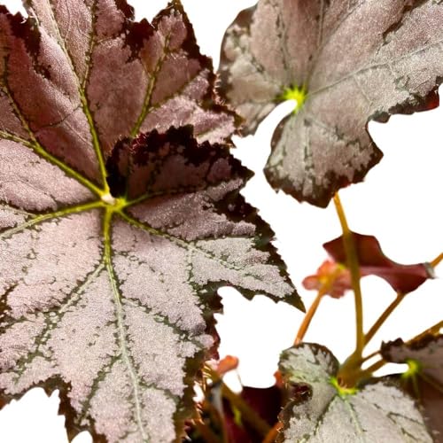 Harmony Foliage Begonia Sierra Silver Mist, 4 inch Gray Silver Black Edge Rhizomatous Rhizo