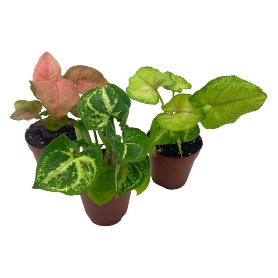 Syngonium Variety Assortment, 3 Different syngonium Plants, Pink  Strawberry, Cream Allusion, Green Emerald, in 2 inch pots, Super Cute