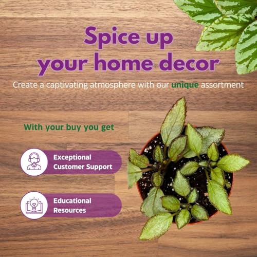 Harmony Foliage Episcia Silver Skies Flame Violet 4 inch