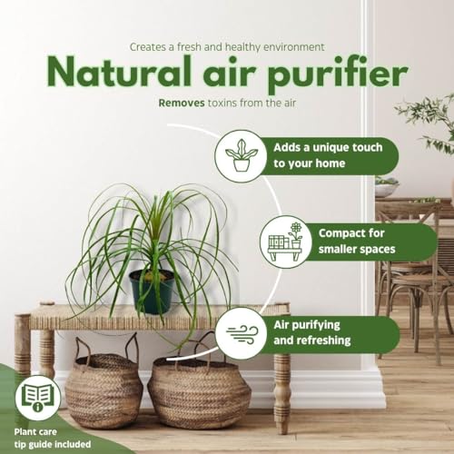 BubbleBlooms Indoor Stumpy Palm in 6 inch Pot