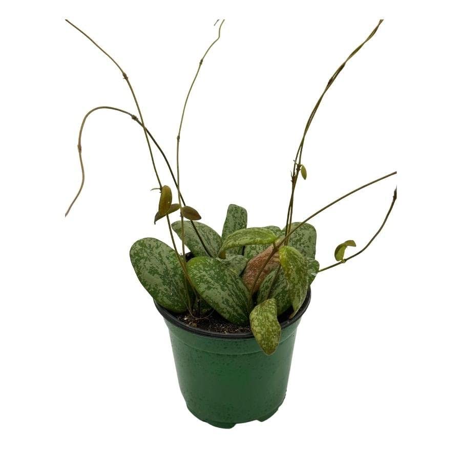 BubbleBlooms Hoya Sigillatis, 4 inch Wax Plant, Flecked Leaf Hoya, Hoya hasseltii